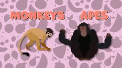 Monkey Facts for Kids Instructional Video