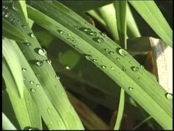 The Nature of Weather: Moisture Instructional Video