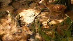 Wildlife scene. Beautiful young fallow whitetail deer, wild mammal animal in forest surrounding. Spotted, Chitals, Cheetal, Axis, Cervus nippon or Japanese deer grazing in natural habitat in the sun. Stock Footage