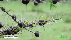 Turns Out "The Lorax" Is Probably a Real Monkey Instructional Video