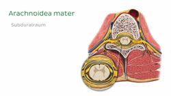 Arachnoidea Instructional Video