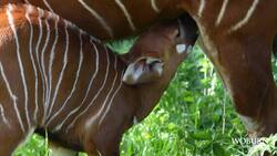 Woburn Safari Park welcomes new Bongo calf News Clip