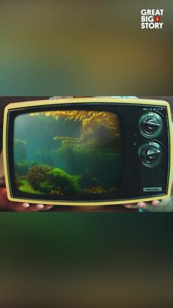 Exploring the redwoods of the ocean, california's kelp forests Instructional Video