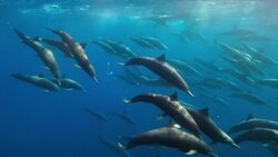 Understanding the Threat of Gulf Stream Collapse and Climate Change on Oceans Instructional Video