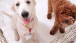 How to Deal with a Fearful Puppy Instructional Video