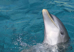 Echolocation: Dolphins Instructional Video