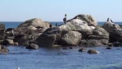 Sea lions at a beach Stock Footage