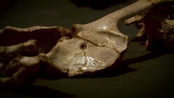 VOICED : Un parque triasico en las pampas del sur de Brasil News Clip