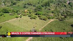 Global coffee prices surge as Brazil records hottest year Instructional Video