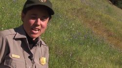 Yosemite Nature Notes 1: Wildflowers Instructional Video