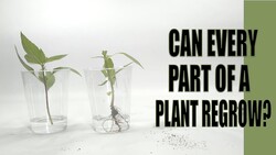 Can every part of a plant regrow? Instructional Video