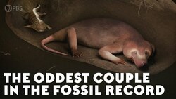The Oddest Couple in the Fossil Record Instructional Video