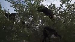 Goats graze in an argan tree Stock Footage