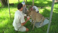 Have You ever Seen a Cheetah Undergo an Ultrasound? Instructional Video