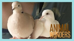 Meet & Greet: Willow and Kia Instructional Video