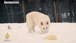 Has the dire wolf come back to life? News Clip