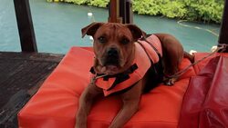 Pirate lifestyle in the Caribbean Stock Footage