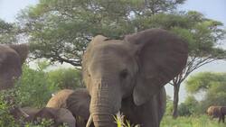 Mammals: the Adaptable Animal Family Instructional Video