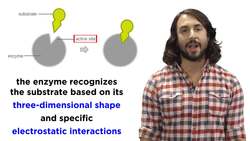 Enzymes: Nature's Factory Workers Instructional Video