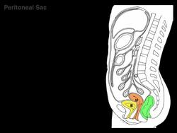 Peritoneum tutorial Instructional Video