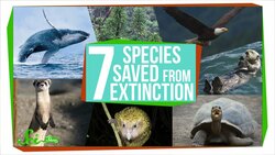 7 Species That Were Saved From Extinction Instructional Video