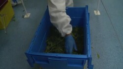 CLEAN : STOCKSHOTS: Cannabis use in Uruguay News Clip