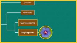Exploring the Plant Kingdom - Lesson Plan Instructional Video
