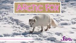 Animals with Winter Coats! Instructional Video