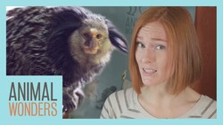 Pet Monkey? Instructional Video