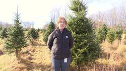 Real or fake? Christmas tree debate has a new contender: climate change News Clip