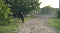 baby cow walking with cattle eating grass in field Stock Footage