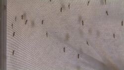 Connecticut experiences early start to West Nile virus season News Clip