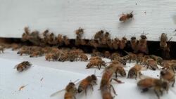 Veterans with PTSD, anxiety turn to beekeeping for relief News Clip