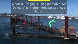 Imaginative attempts at scaring sea lions News Clip