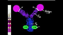 Antibody Function Instructional Video