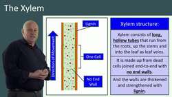 The Role of Xylem and Phloem in Plant Transport System Instructional Video