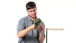 How to Teach Your Parrot to Hang Off Your Finger like a Bat Instructional Video
