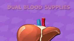 I WONDER - How Is Our Blood Cleaned? Instructional Video