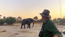 Going Wild - Meet a Bull Elephant and a Lioness & her Cubs Instructional Video