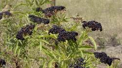 Elderberry Delight: A Refreshing Twist on Lemonade Instructional Video