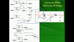tRNA Processing 2: Splicing Instructional Video