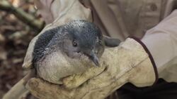 Protecting Penguins from Foxes Instructional Video