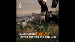 Turkish court blocks ‘killer app' that locates stray dogs News Clip