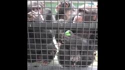 These Chimps Get a Fresh New Healthy Start - Your Daily Diversion Instructional Video