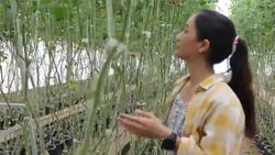 farm worker harvetsing tomatoes from organic garden Stock Footage