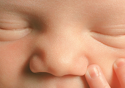 Developing Brain: Baby Brain Instructional Video