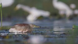Indian Pond heron alert for hunting Stock Footage
