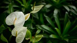 Wild delicate poisonous Calla lily with yellow stamen, family Araceae. Water-arum blooming in the garden as natural floral background. Gentle Exotic tropical flower looks out from green fresh leaves. Stock Footage