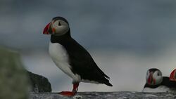 Puffins having most productive mating season in years News Clip