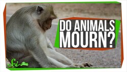Do Animals Mourn Their Dead? Instructional Video